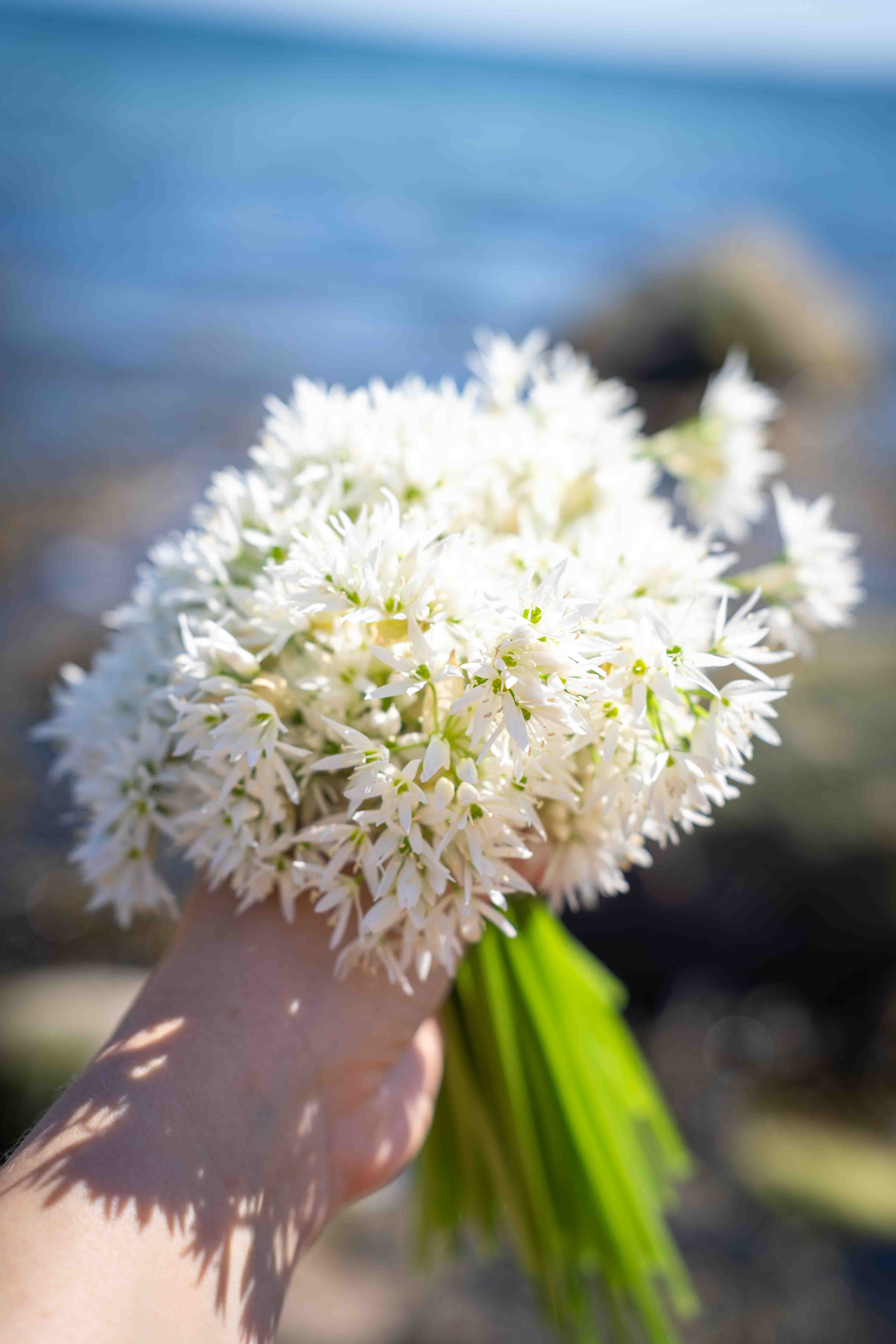 ramsløkblomster